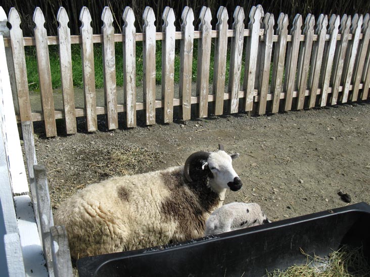 Jacob Four-Horned Sheep, Old Faithful Geyser of California, 1299 Tubbs Lane, Calistoga, California
