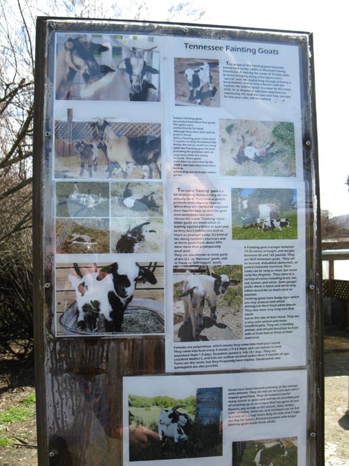 Tennessee Fainting Goats, Old Faithful Geyser of California, 1299 Tubbs Lane, Calistoga, California