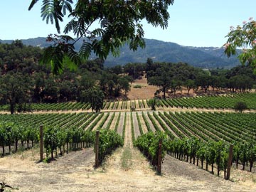 Joseph Phelps Vineyards, Napa County, California