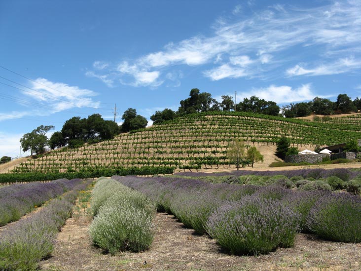 Robert Sinskey Vineyards, 6320 Silverado Trail, Napa, California