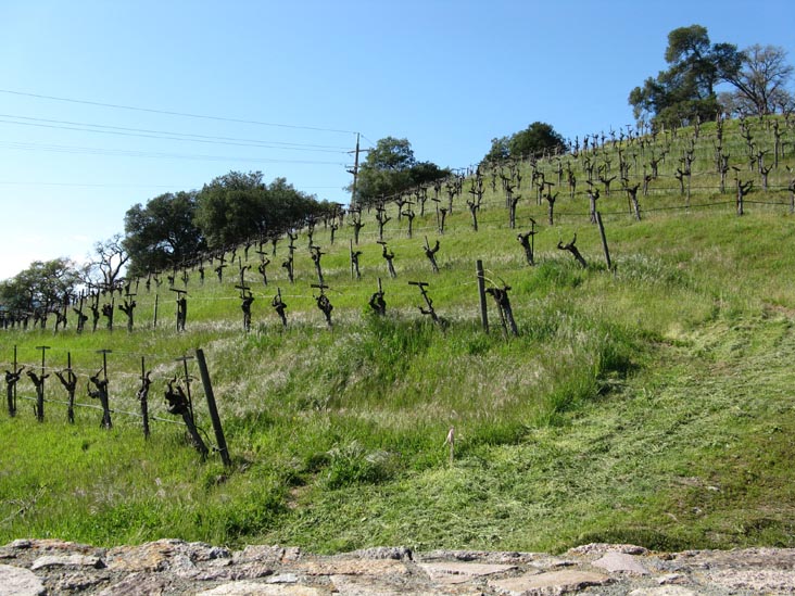 Robert Sinskey Vineyards, 6320 Silverado Trail, Napa, California, March 11, 2009
