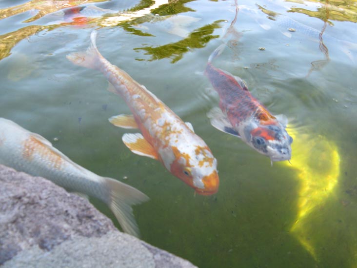 Koi Fish, Robert Sinskey Vineyards, 6320 Silverado Trail, Napa, California, March 11, 2009