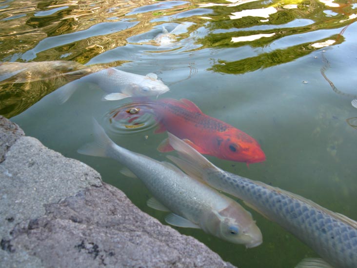 Koi Fish, Robert Sinskey Vineyards, 6320 Silverado Trail, Napa, California, March 11, 2009