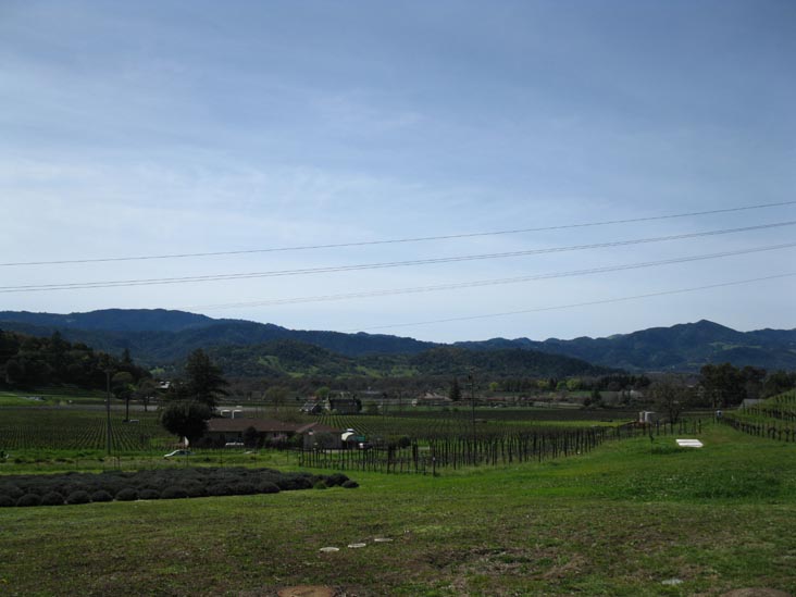 Robert Sinskey Vineyards, 6320 Silverado Trail, Napa, California, March 14, 2010