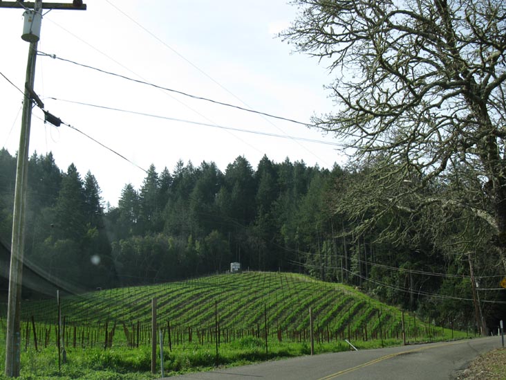 Petroni Vineyards, Trinity Road, Sonoma County, California
