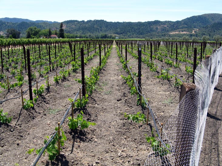 Vineyard, Opus One, 7900 St. Helena Highway, Oakville, California