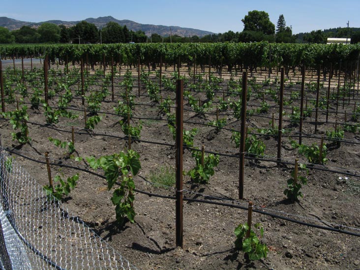Vineyard, Opus One, 7900 St. Helena Highway, Oakville, California