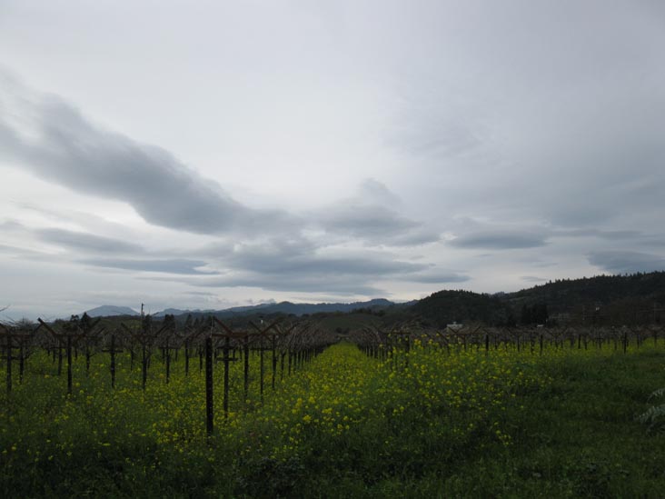Frog's Leap Winery, 8815 Conn Creek Road, Rutherford, California