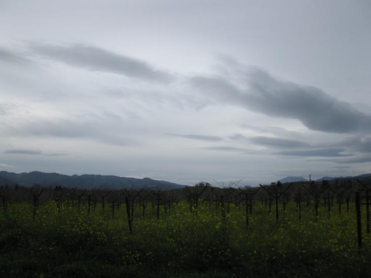 Frog's Leap Winery, 8815 Conn Creek Road, Rutherford, California
