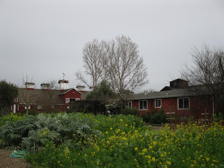 Frog's Leap Winery, 8815 Conn Creek Road, Rutherford, California