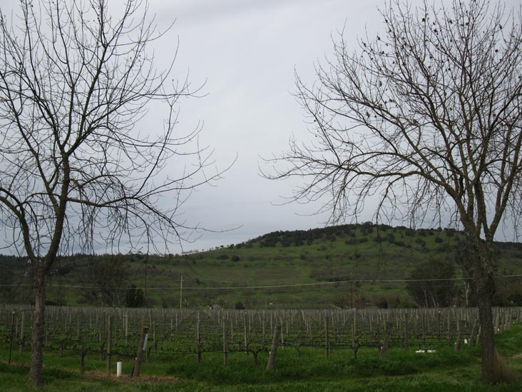 Frog's Leap Winery, 8815 Conn Creek Road, Rutherford, California