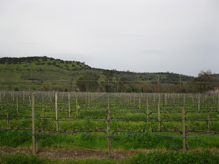 Frog's Leap Winery, 8815 Conn Creek Road, Rutherford, California