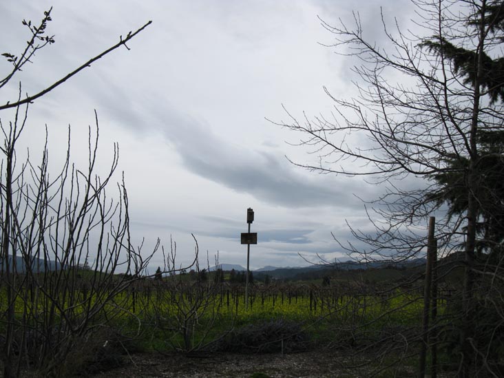 Frog's Leap Winery, 8815 Conn Creek Road, Rutherford, California