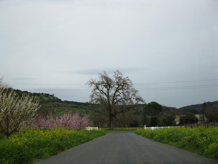 Frog's Leap Winery, 8815 Conn Creek Road, Rutherford, California