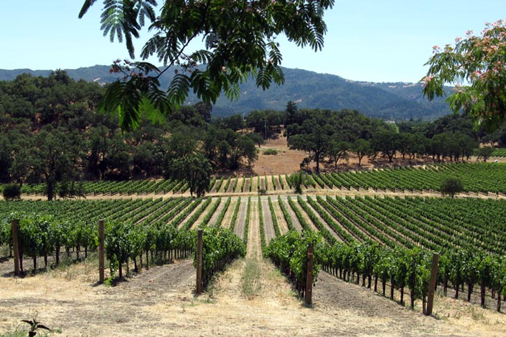 Vineyards, Joseph Phelps Vineyards, 200 Taplin Road, St. Helena, California, 2:57 p.m.