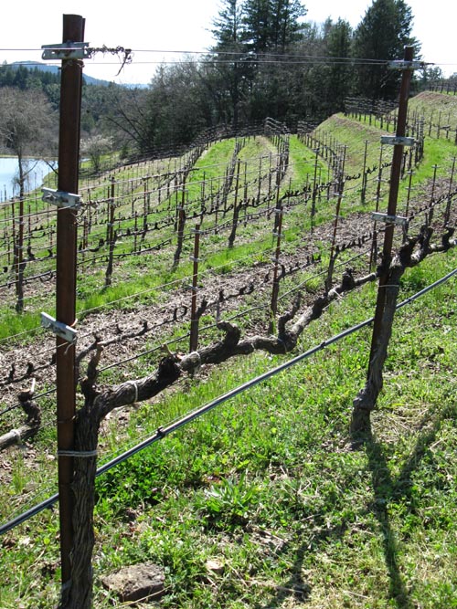 Pride Mountain Vineyards, 4026 Spring Mountain Road, St. Helena, California