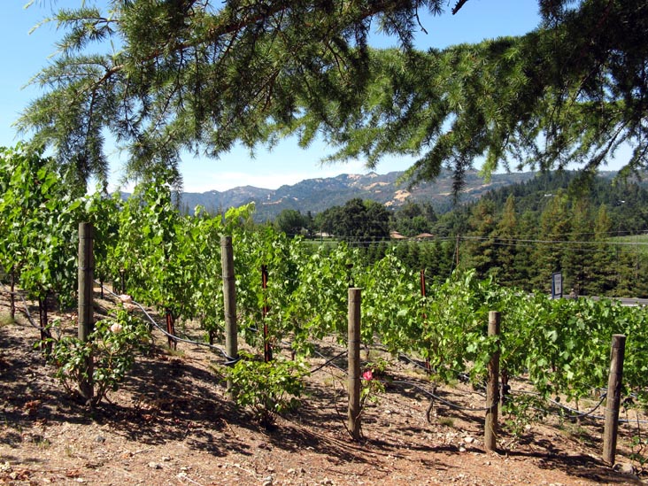 St. Clement Vineyards, 2867 St. Helena Highway North, St. Helena