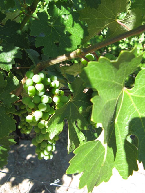 Wine Grapes, St. Clement Vineyards, 2867 St. Helena Highway North, St. Helena, California, 4:24 p.m.