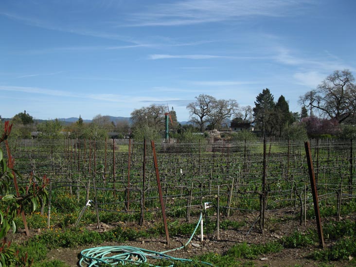Trespass Vineyard, 1859 Hillview Place, St. Helena, California
