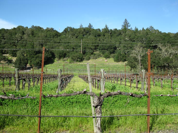 William Harrison Vineyards & Winery, 1443 Silverado Trail, St. Helena, California