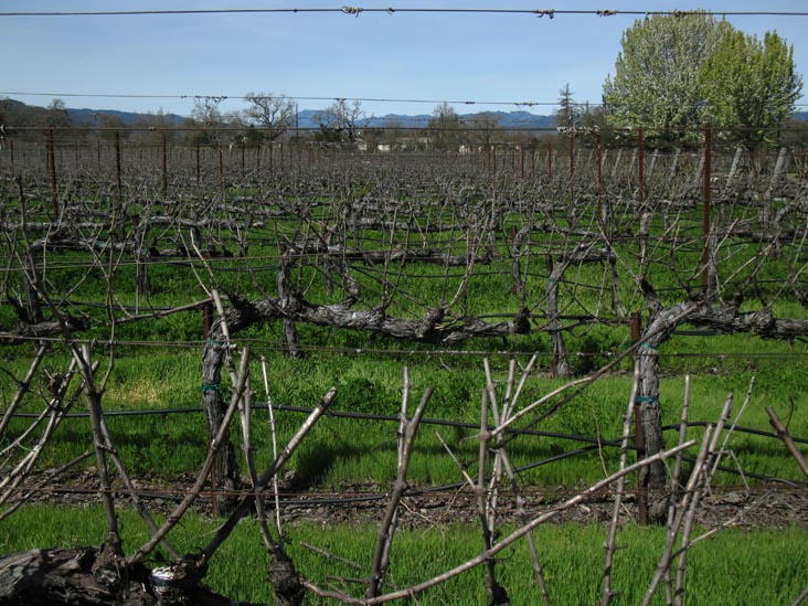 Vineyards, Brix, 7377 St. Helena Highway, Yountville, California