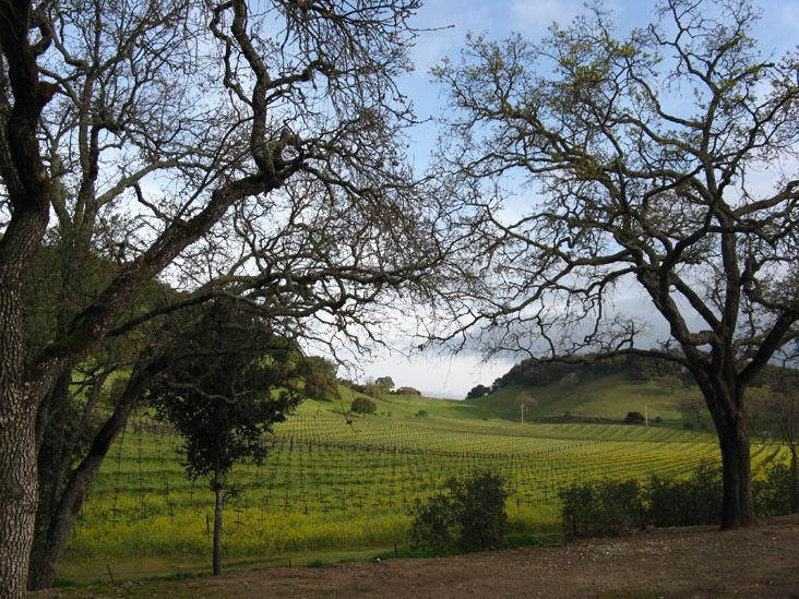 Ghost Block Vineyards Behind George C. Yount Pioneer Cemetery, Yountville, California