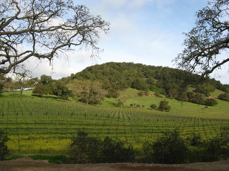 Ghost Block Vineyards Behind George C. Yount Pioneer Cemetery, Yountville, California