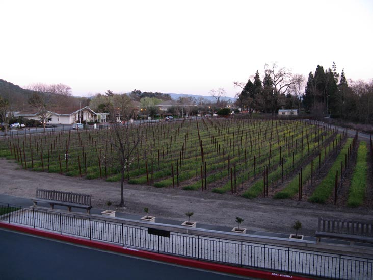 Cabernet Sauvignon Vineyard, Villagio Inn & Spa, 6481 Washington Street, Yountville, California