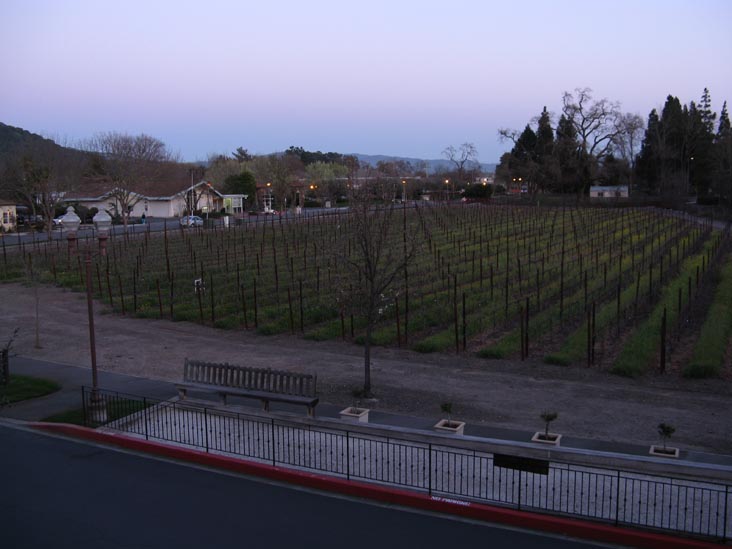 Cabernet Sauvignon Vineyard, Villagio Inn & Spa, 6481 Washington Street, Yountville, California