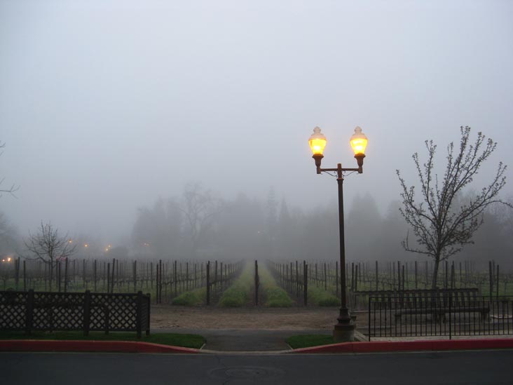 Cabernet Sauvignon Vineyard, Villagio Inn & Spa, 6481 Washington Street, Yountville, California
