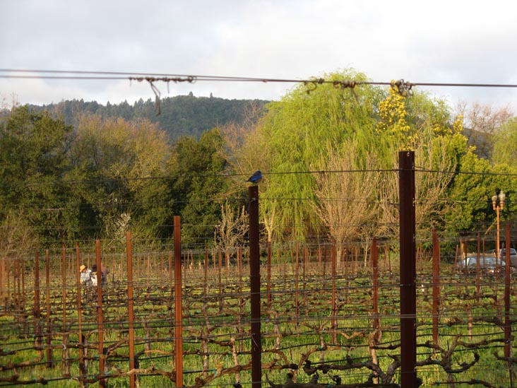 Cabernet Sauvignon Vineyard, Villagio Inn & Spa, 6481 Washington Street, Yountville, California