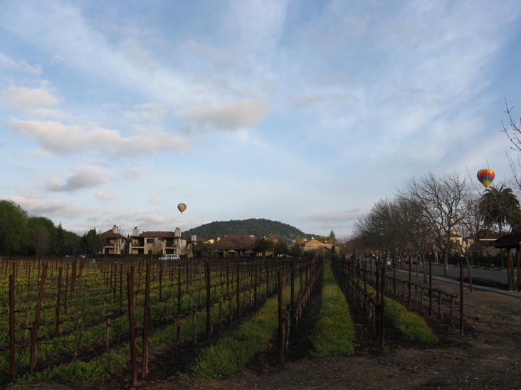 Cabernet Sauvignon Vineyard, Villagio Inn & Spa, 6481 Washington Street, Yountville, California