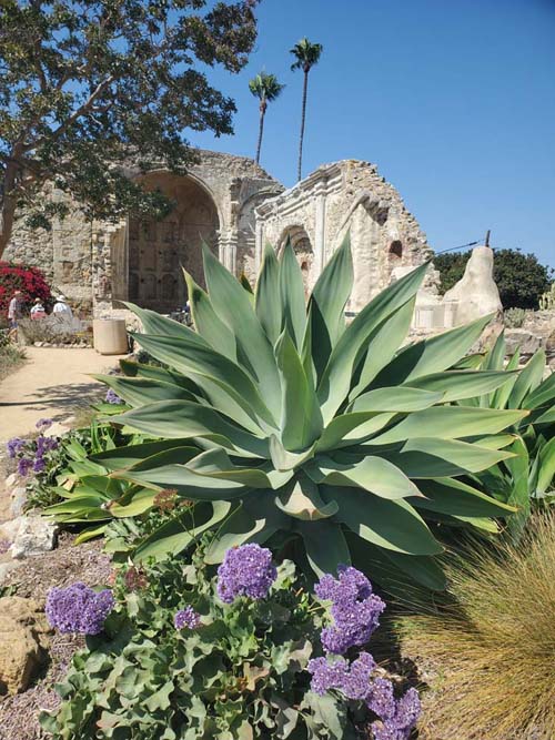 Yucca and Great Stone Church, Mission San Juan Capistrano, San Juan Capistrano, California, August 10, 2025