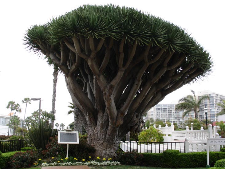 Dragon Tree, Hotel del Coronado, 1500 Orange Avenue, Coronado, California