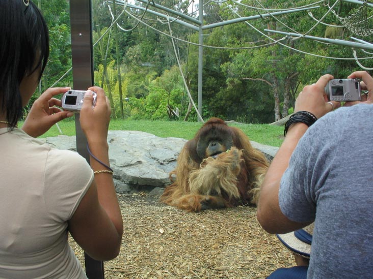 Absolutely Apes, San Diego Zoo, San Diego, California