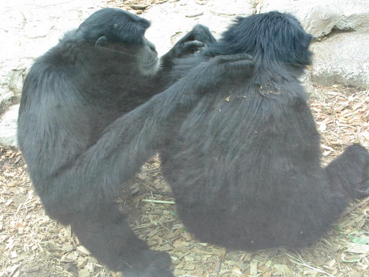 Absolutely Apes, San Diego Zoo, San Diego, California