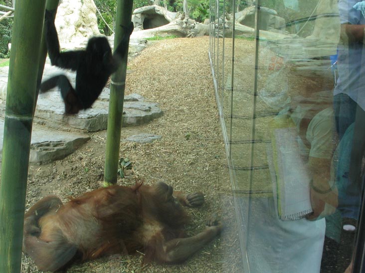 Absolutely Apes, San Diego Zoo, San Diego, California