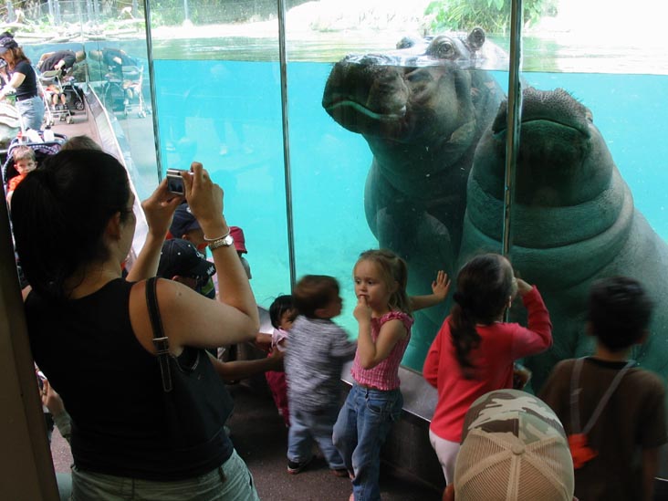 Hippos, San Diego Zoo, San Diego, California
