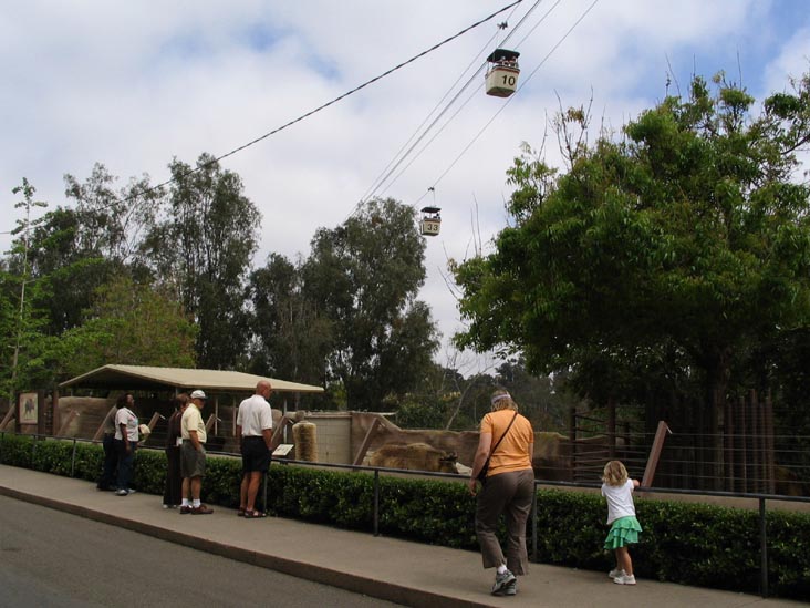 SKyfari, Buffalo, San Diego Zoo, San Diego, California