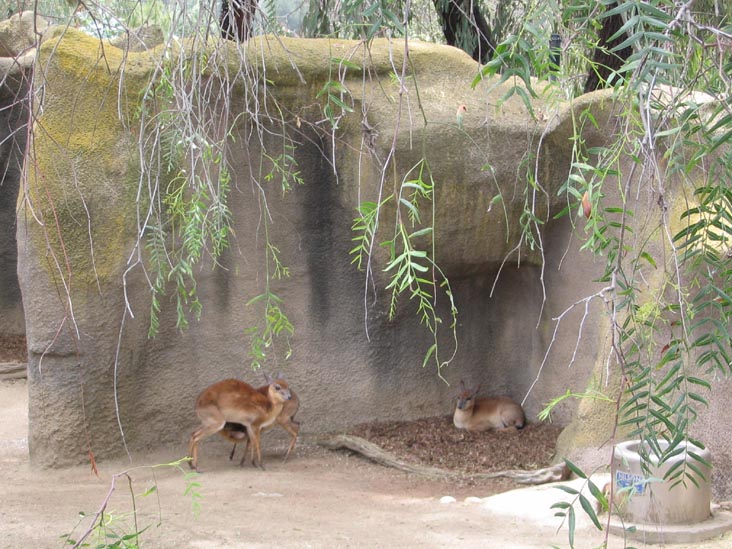 San Diego Zoo, San Diego, California