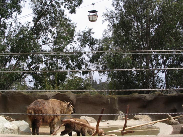 Buffalo, San Diego Zoo, San Diego, California