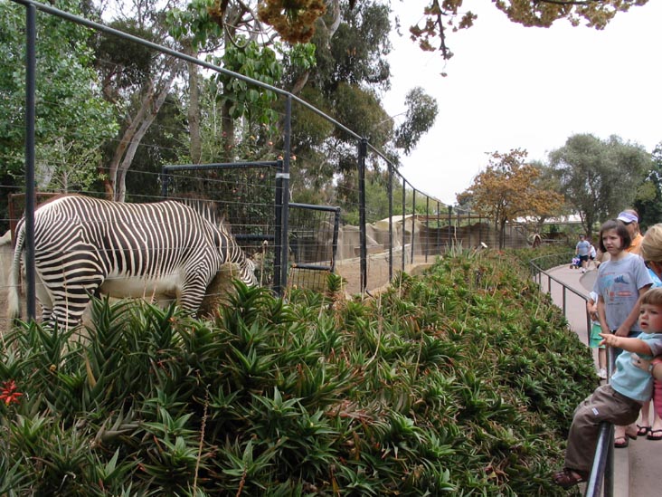 Zebra, San Diego Zoo, San Diego, California