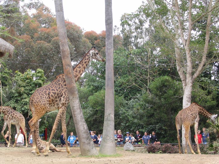 Giraffes, San Diego Zoo, San Diego, California
