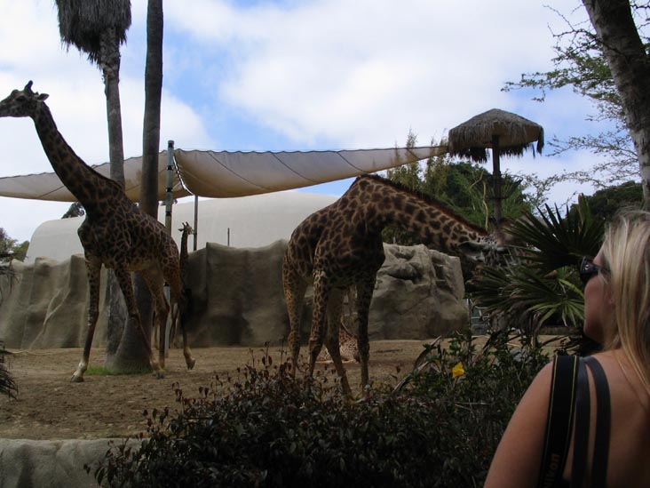 Giraffes, San Diego Zoo, San Diego, California