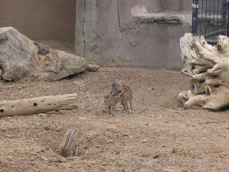 San Diego Zoo, San Diego, California