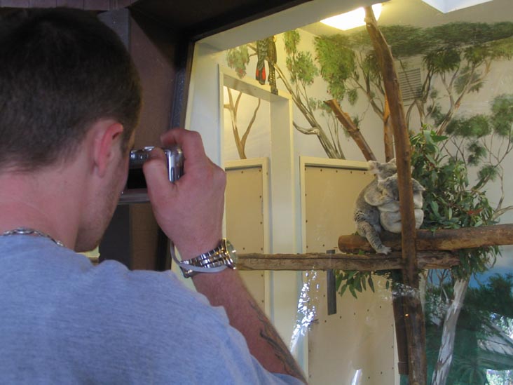 Koalas, San Diego Zoo, San Diego, California