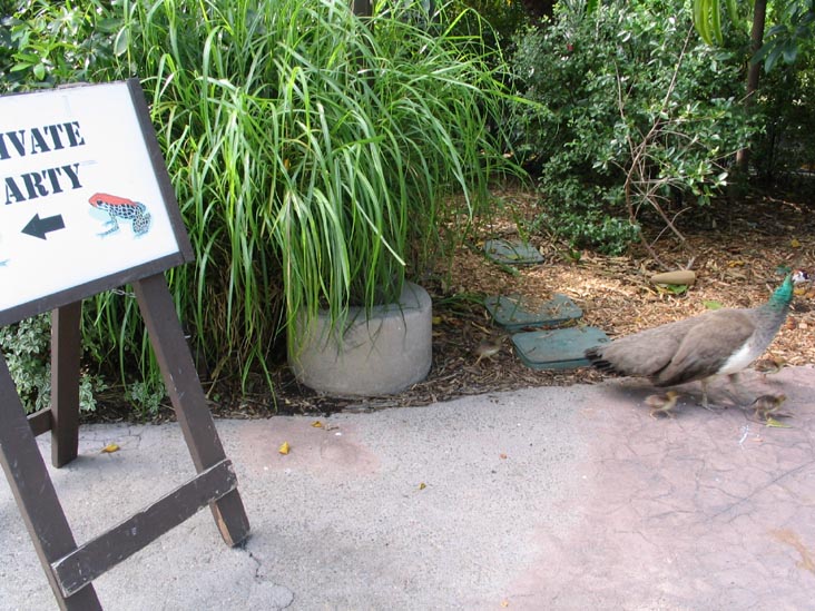 Peacock, San Diego Zoo, San Diego, California
