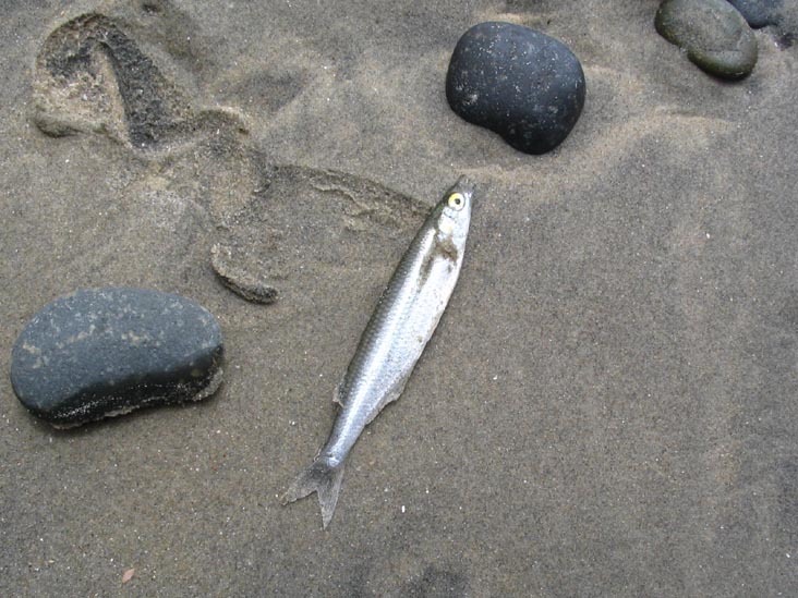 Beach, Torrey Pines State Reserve, La Jolla, California