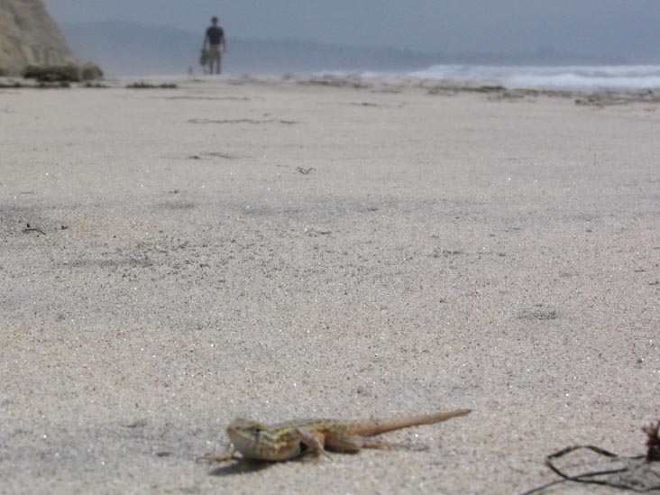 Beach, Torrey Pines State Reserve, La Jolla, California