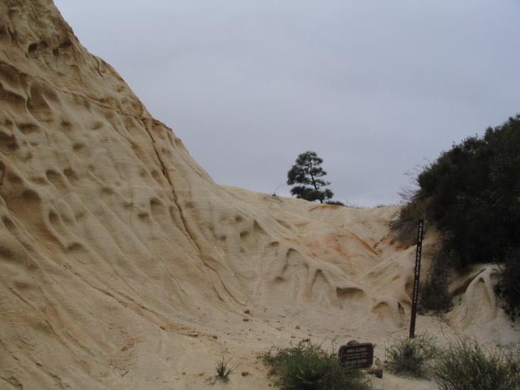 Torrey Sandstone, Guy Fleming Trail, Torrey Pines State Reserve, La Jolla, California